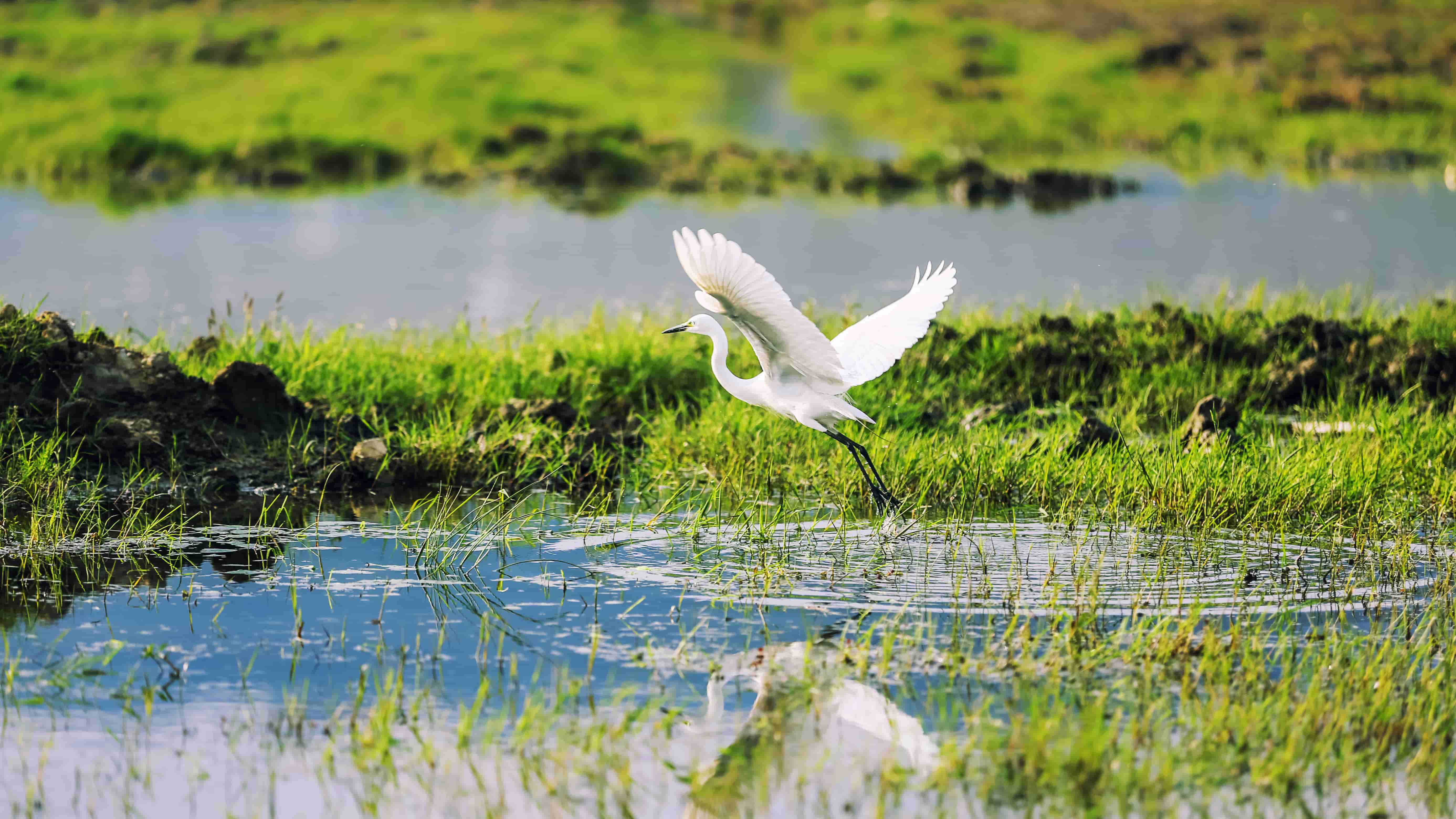 At the Shanghai Chemical Industry Park, SUEZ has applied its patented technology Zone Libellule to establish a wetland in the park.